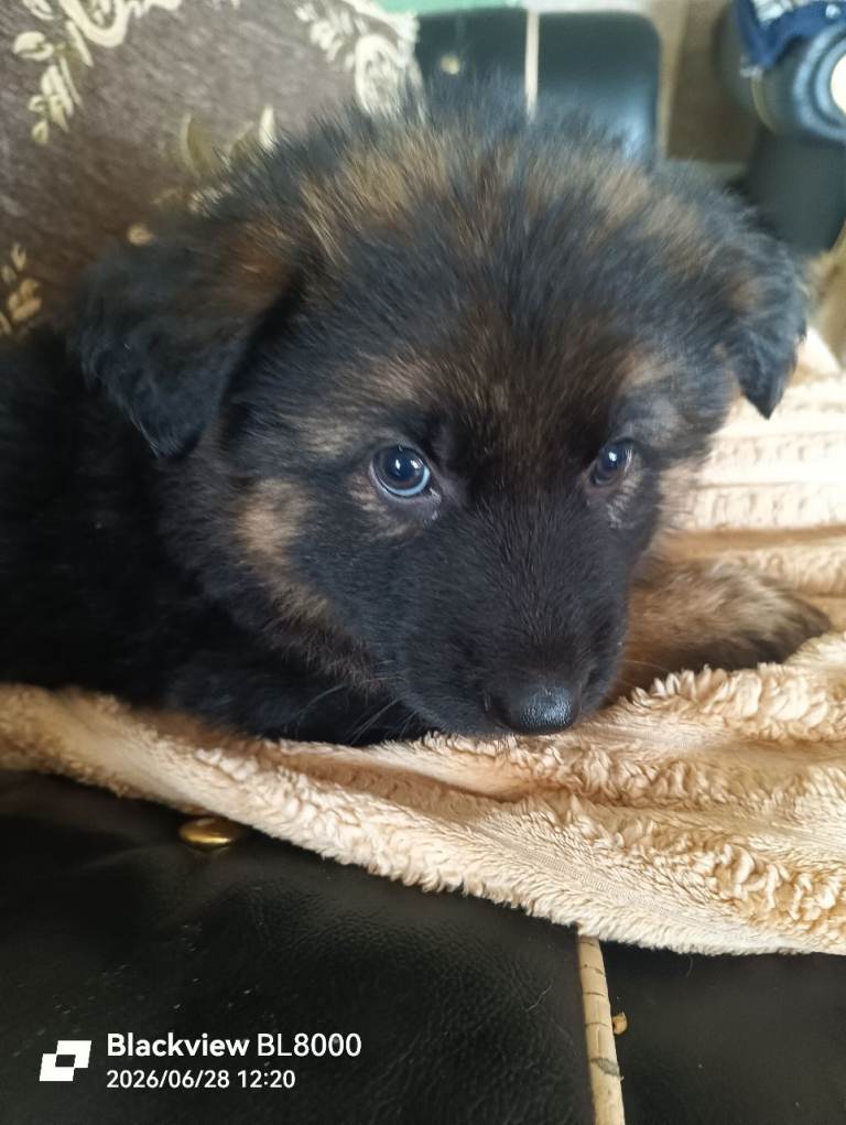 German shepherd puppies 