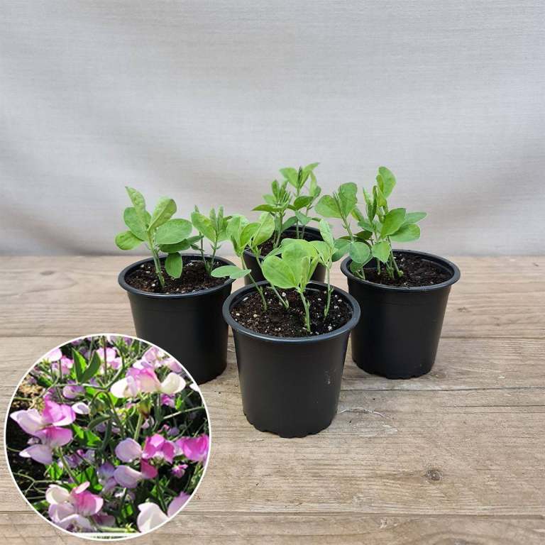 Organic Sweet Pea Plants 🌿🌸