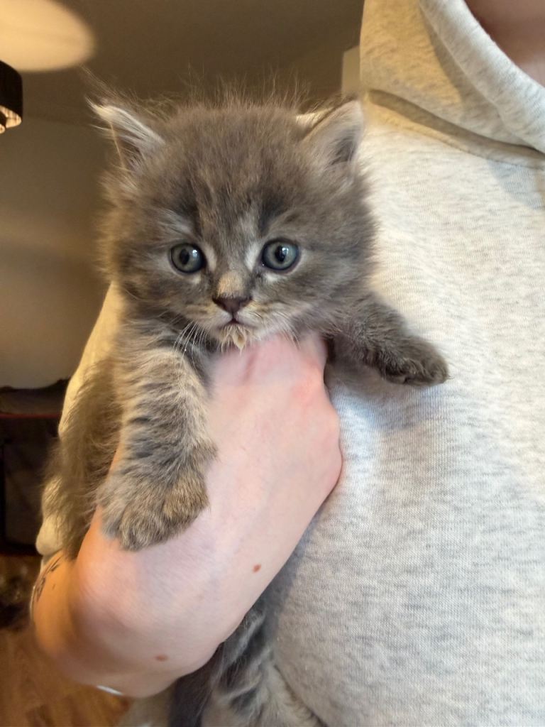 Beautiful kittens 