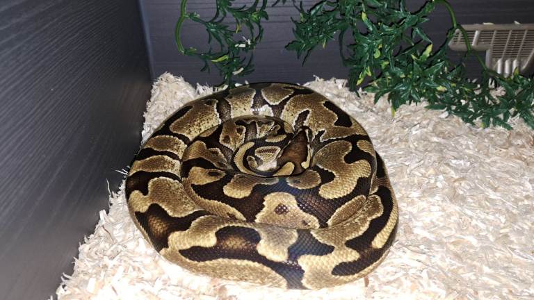Snake and vivarium