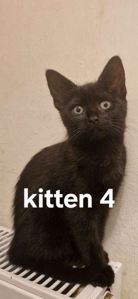 Kittens, super affectionate girls