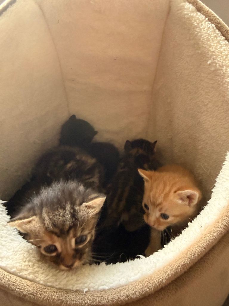 5 kittens 