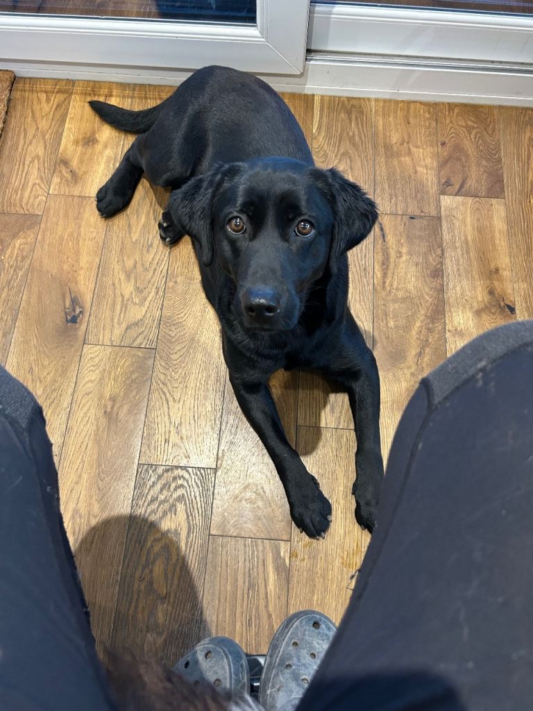 Black Labrador Bitch