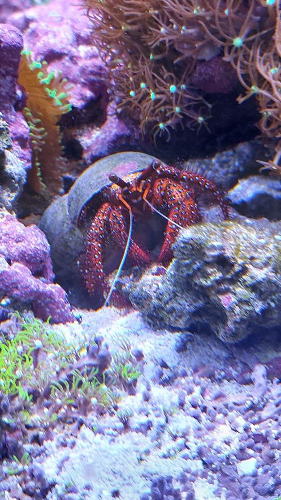 Large Marine red legged Hermit crab 