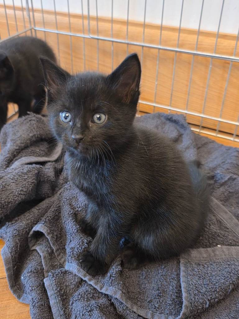 2 male kittens left
