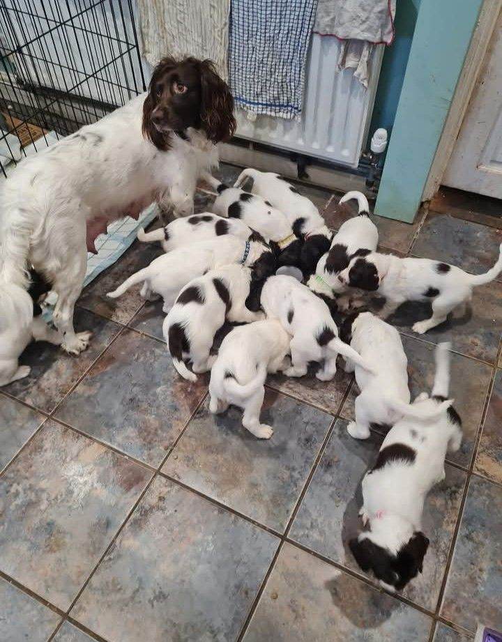 Springer spaniel puppies 