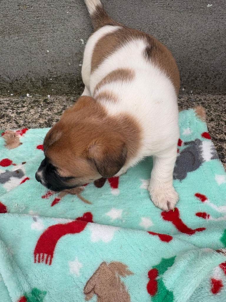 Beautiful Jack Russell pups