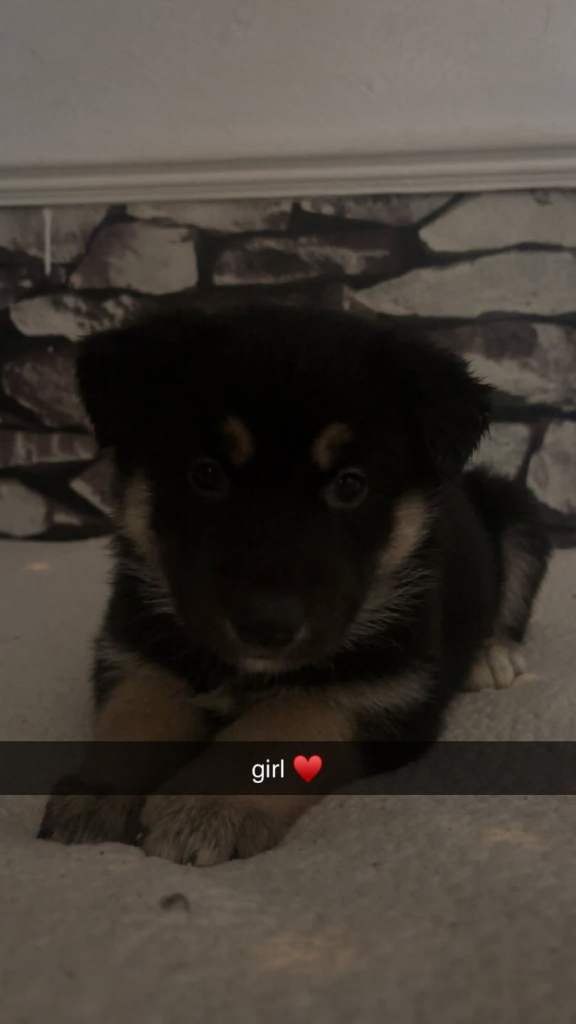 Stunning Shepskey puppy 