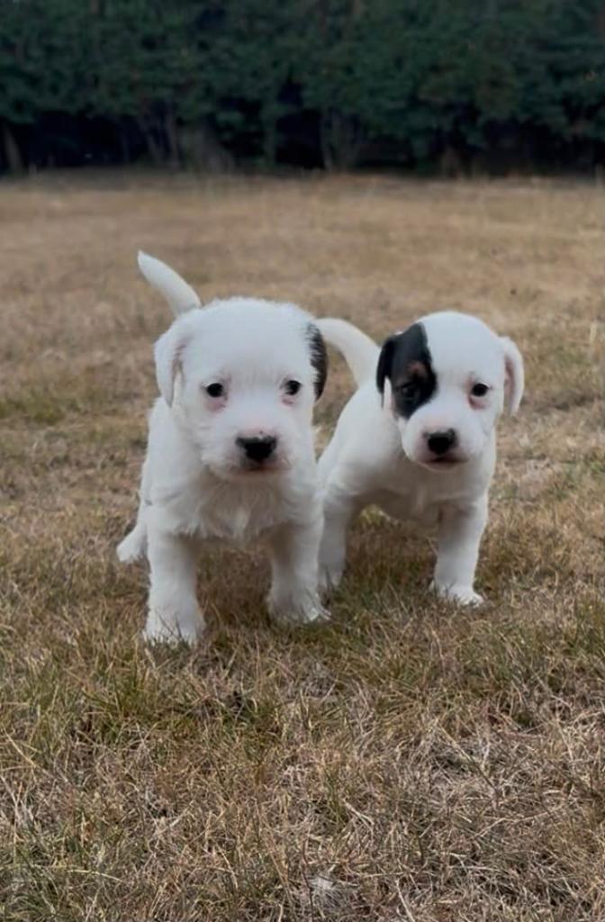 Quality Parson Russell Terrier Puppiee
