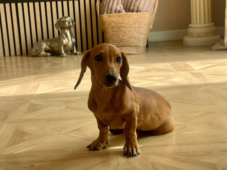 Miniature dachshund 