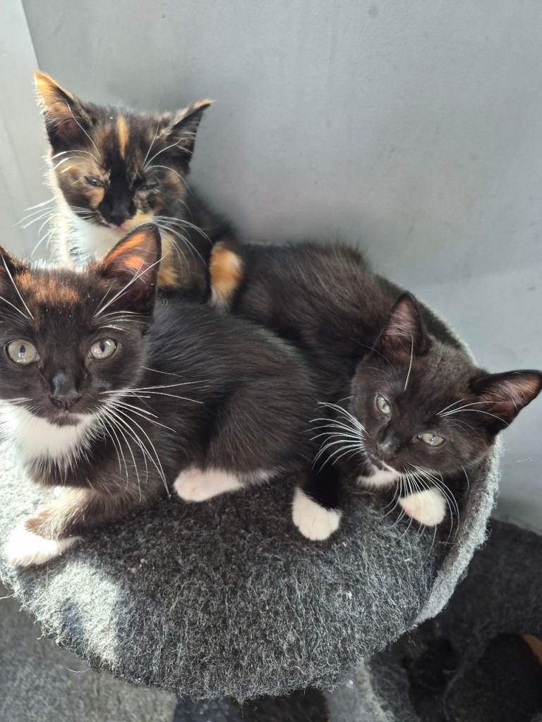 11 week old kittens for sale