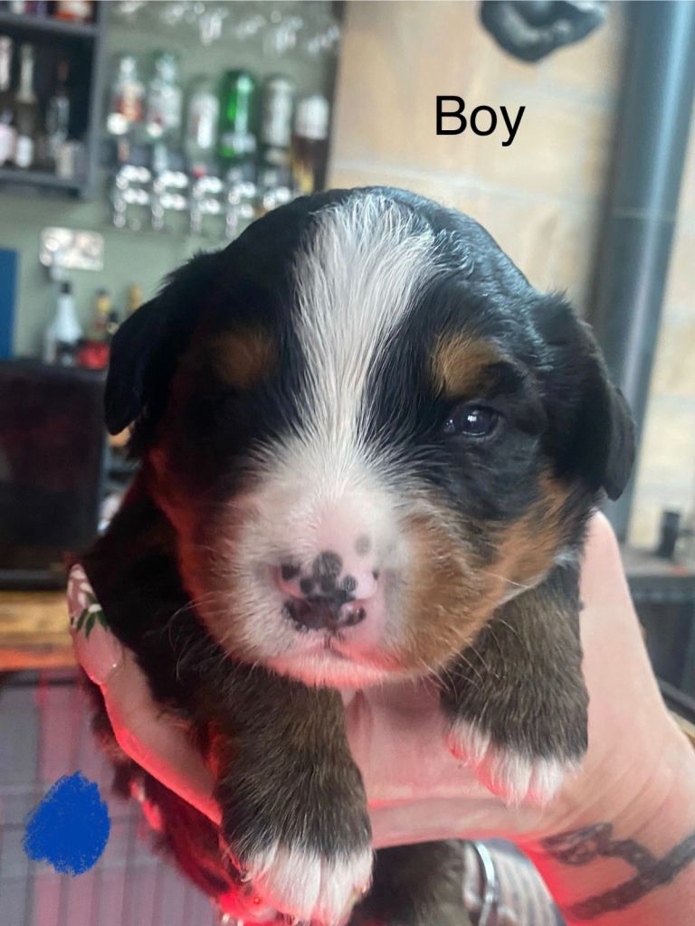 Bernese Mountain Dog Puppies