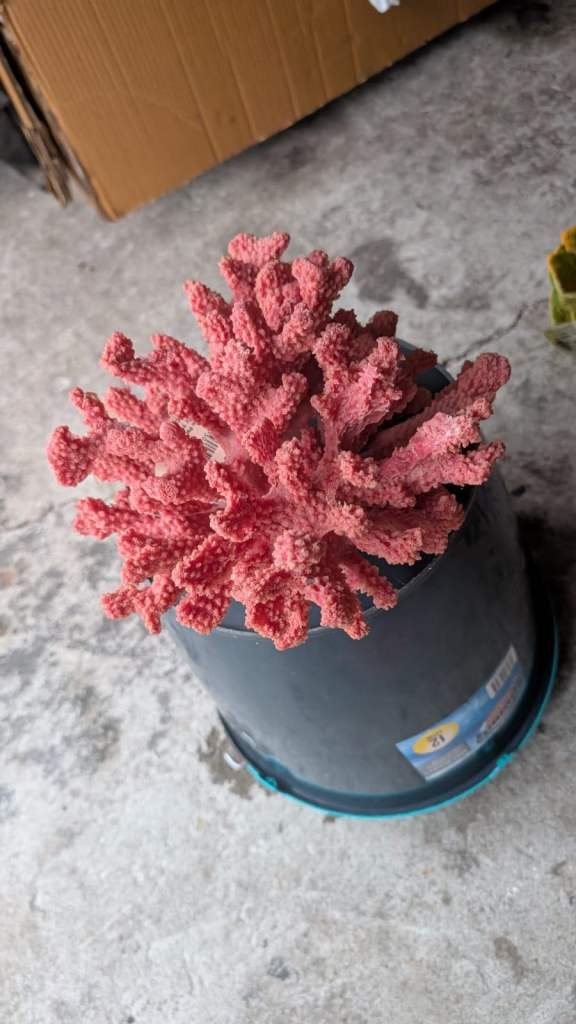 Large Aquarium coral 