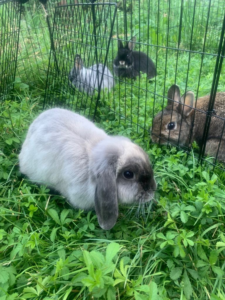 Gorgeous Netherland Dwarf & Minilops