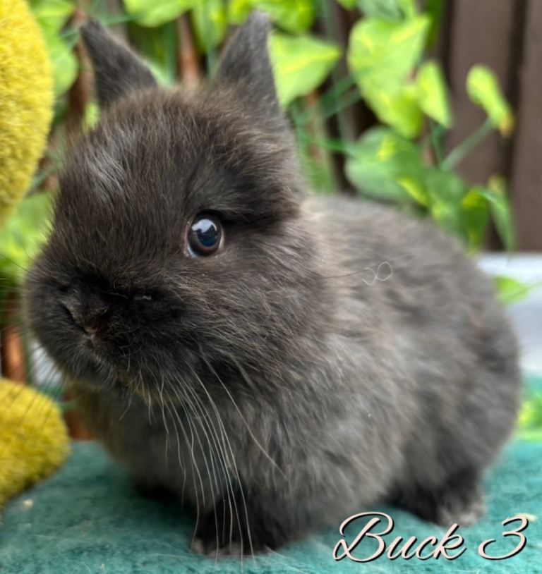 Show Quality Pure Bred Netherland Dwarfs