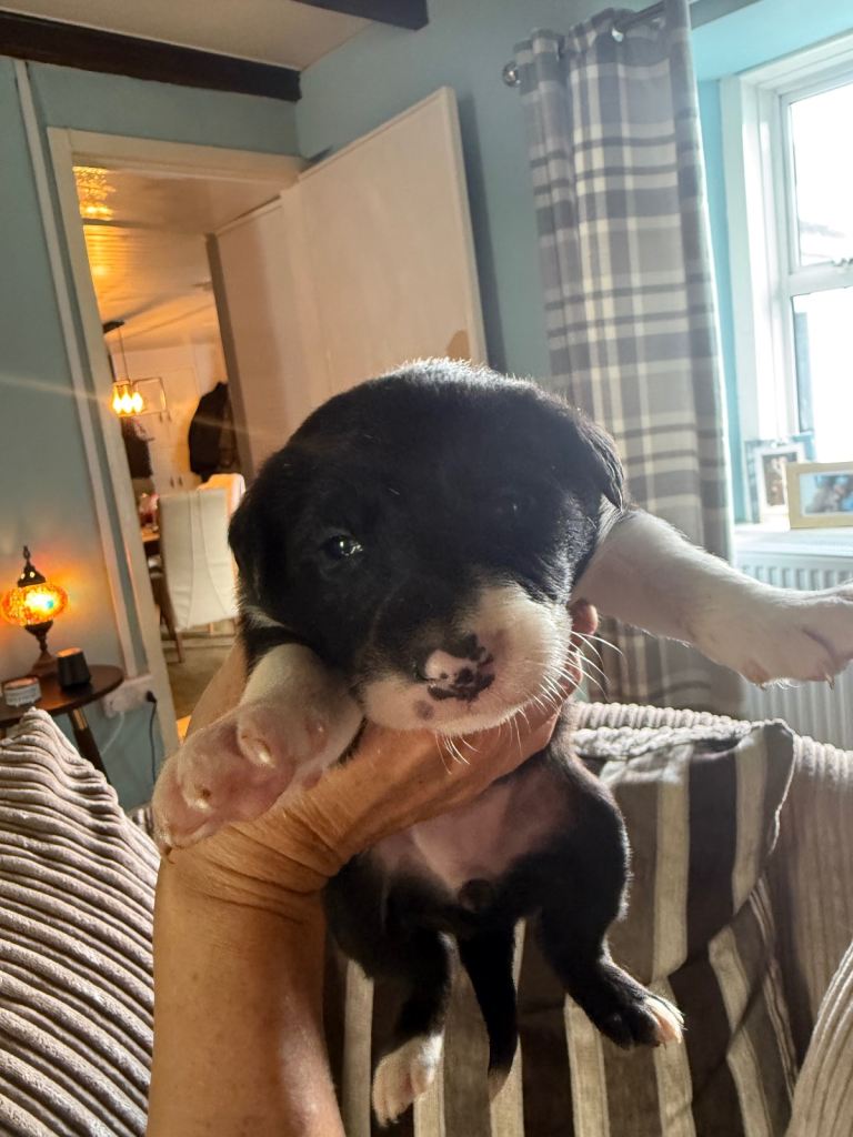 Border collie puppies 