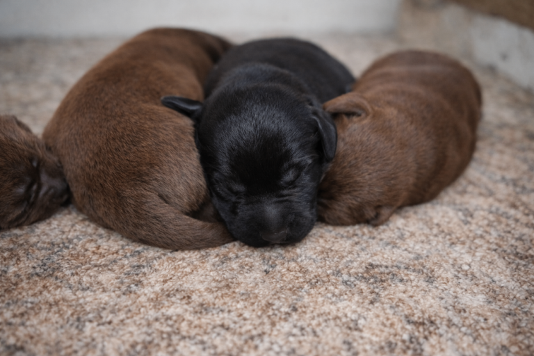 🐾 Beautiful Purebred Labrador Retriever Puppies for Sale – KC Registered! 🐾