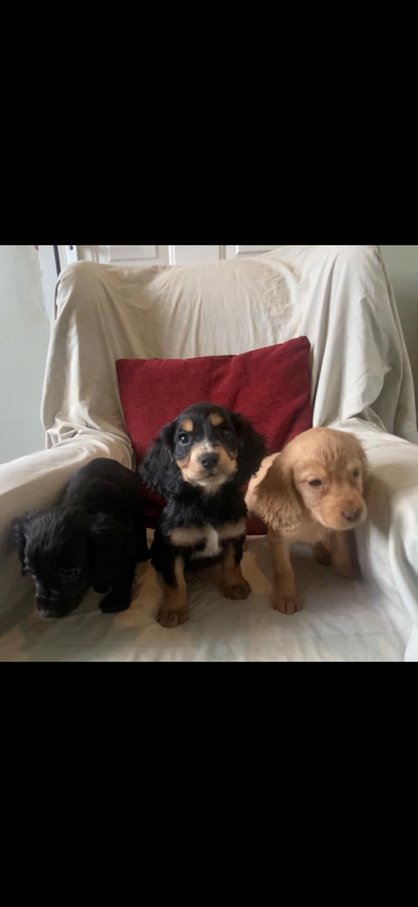 Cocker spaniel puppies