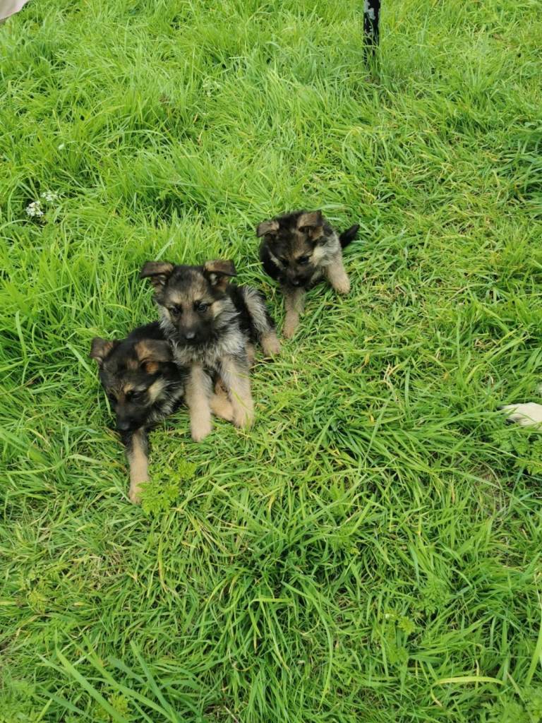 German  Shepherd  puppies 