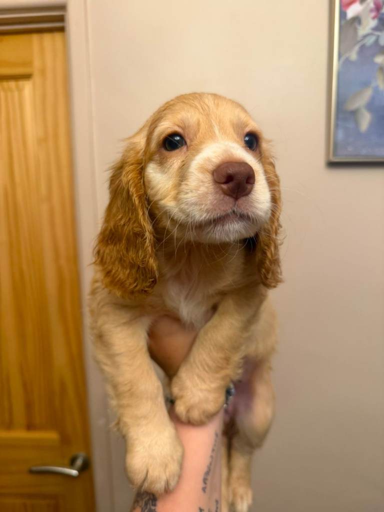 Cocker spaniel puppies 