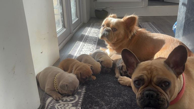 French bulldog puppies 