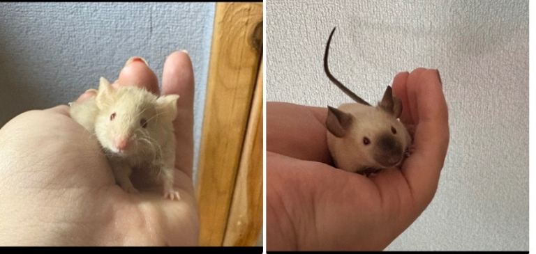 FANCY MICE: SIAMESE & FLUFFY BOYS FOR SALE