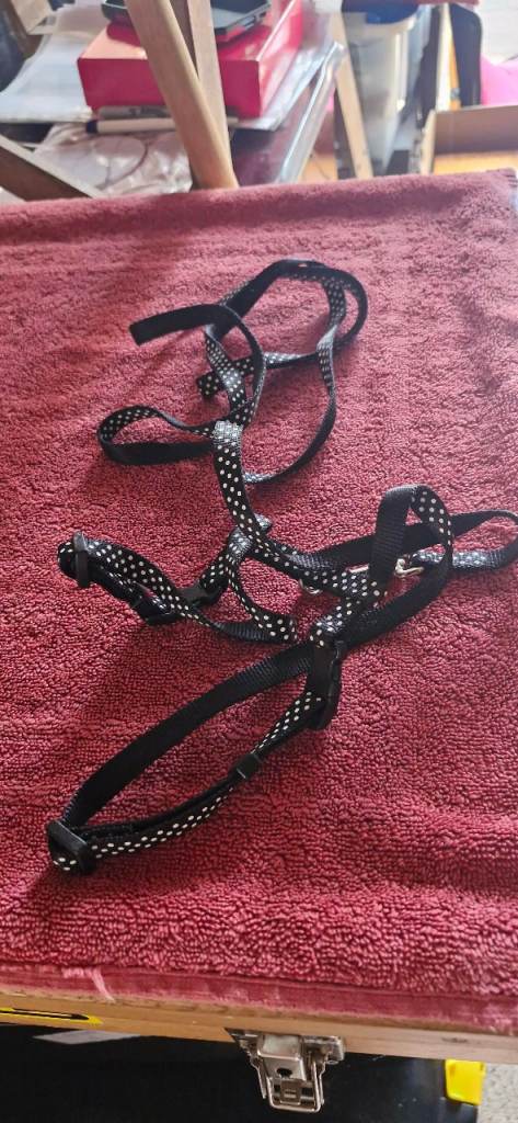 Cat dog harness b