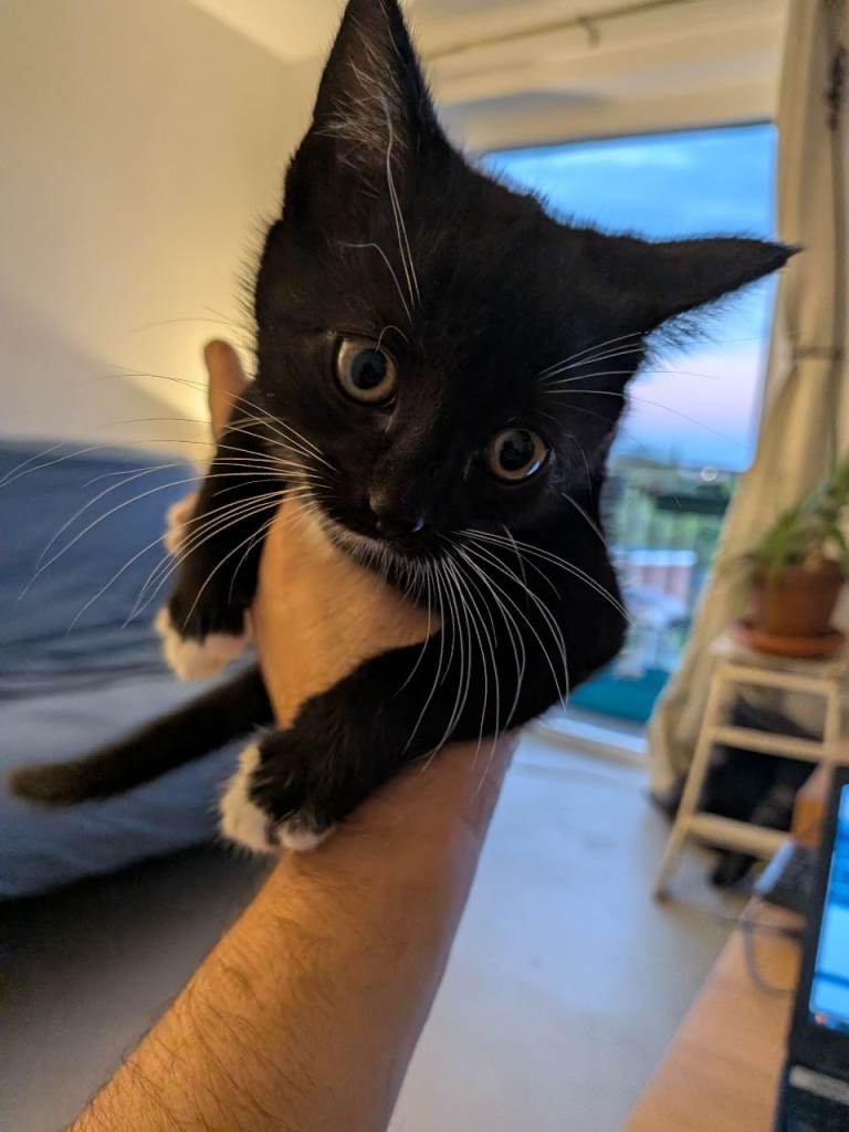 Cutest kitten