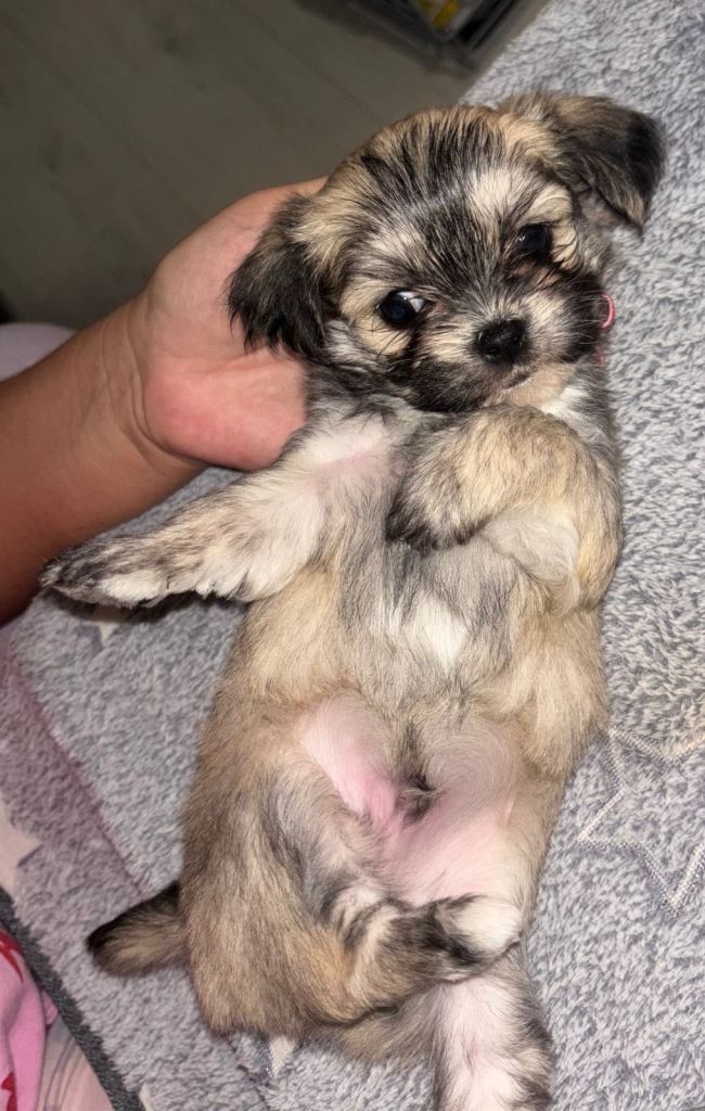 Fluffy Teddy bear malchi