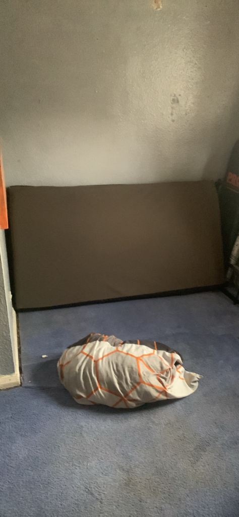 Dog bed 