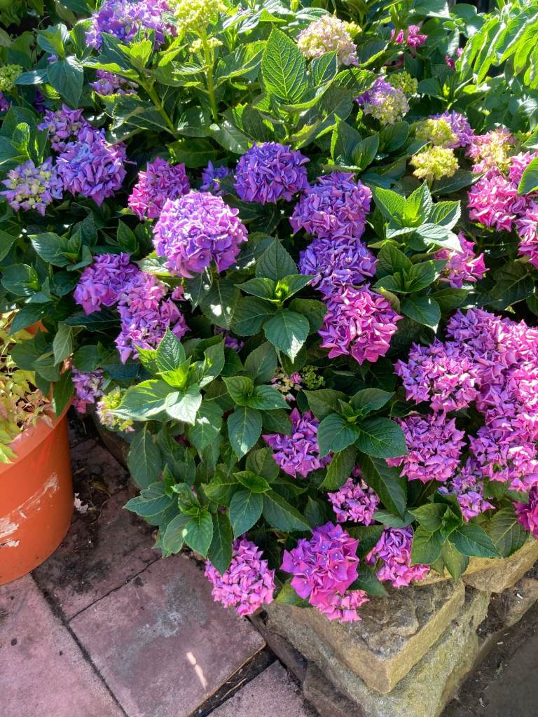 Garden plants for sale Weigela Hydranga, Roses and Himalyan huneysuckle (Leycesteria) 