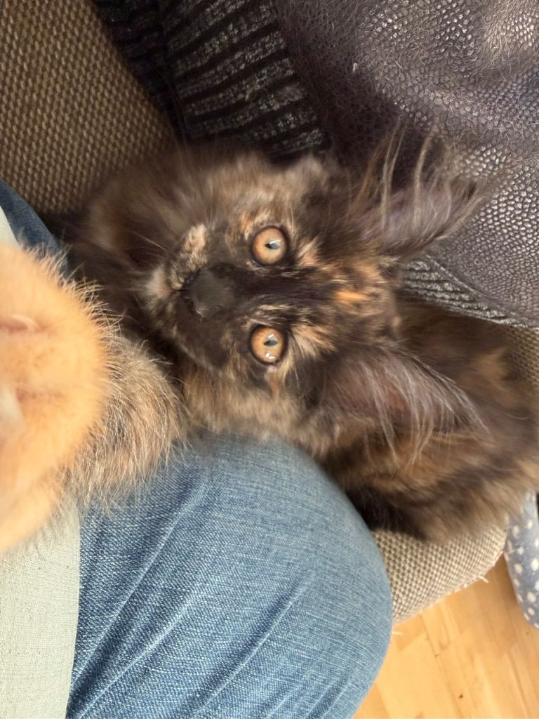 Full Maine coon kittens for sale born 14th feb