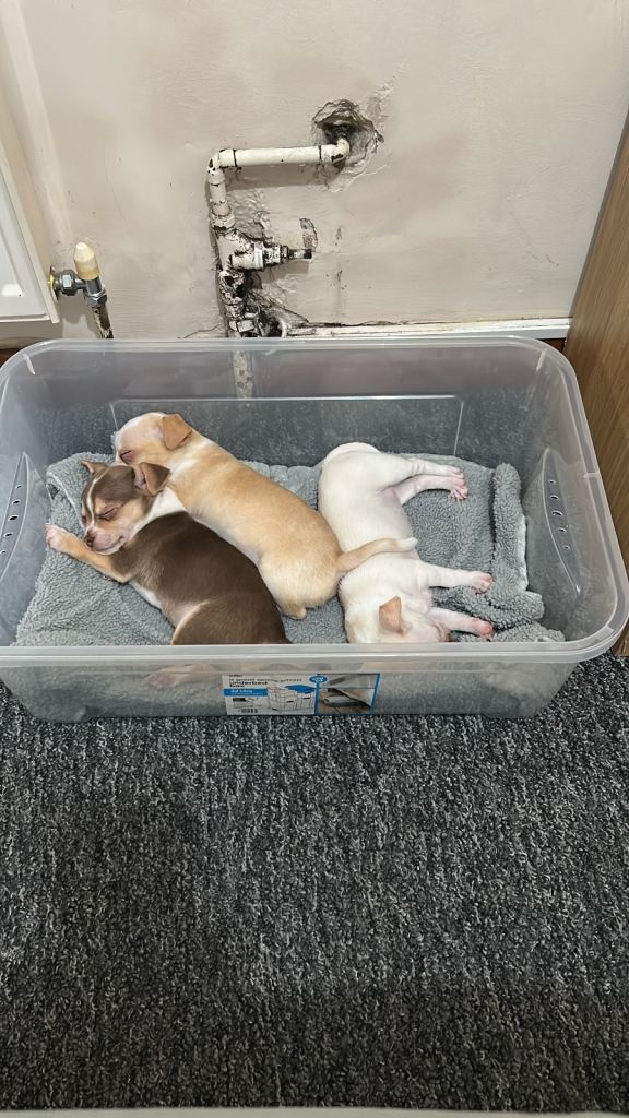 PUPPIES FOR SALE