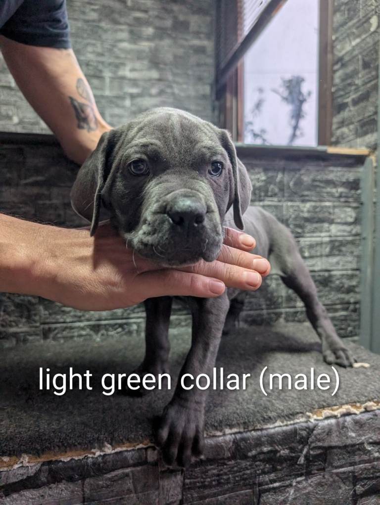 Cane corso puppies 