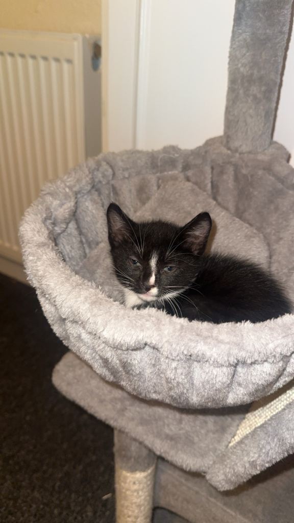 Kittens for sale