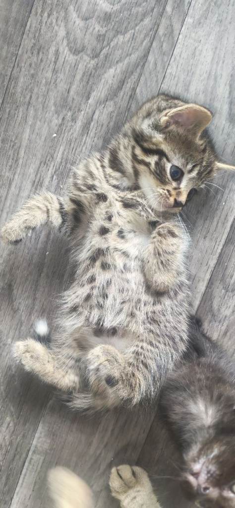 Kittens
