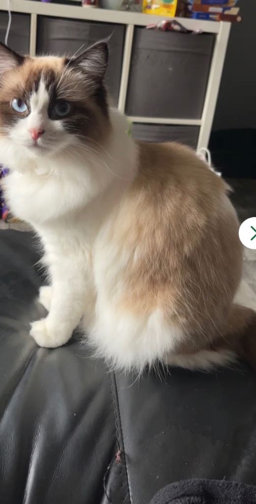 1 year old ragdoll girl