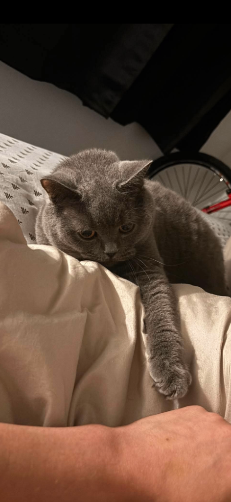 british blue shorthair 4 years old female