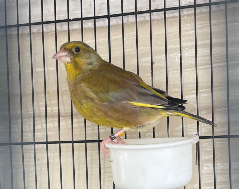 Canary 