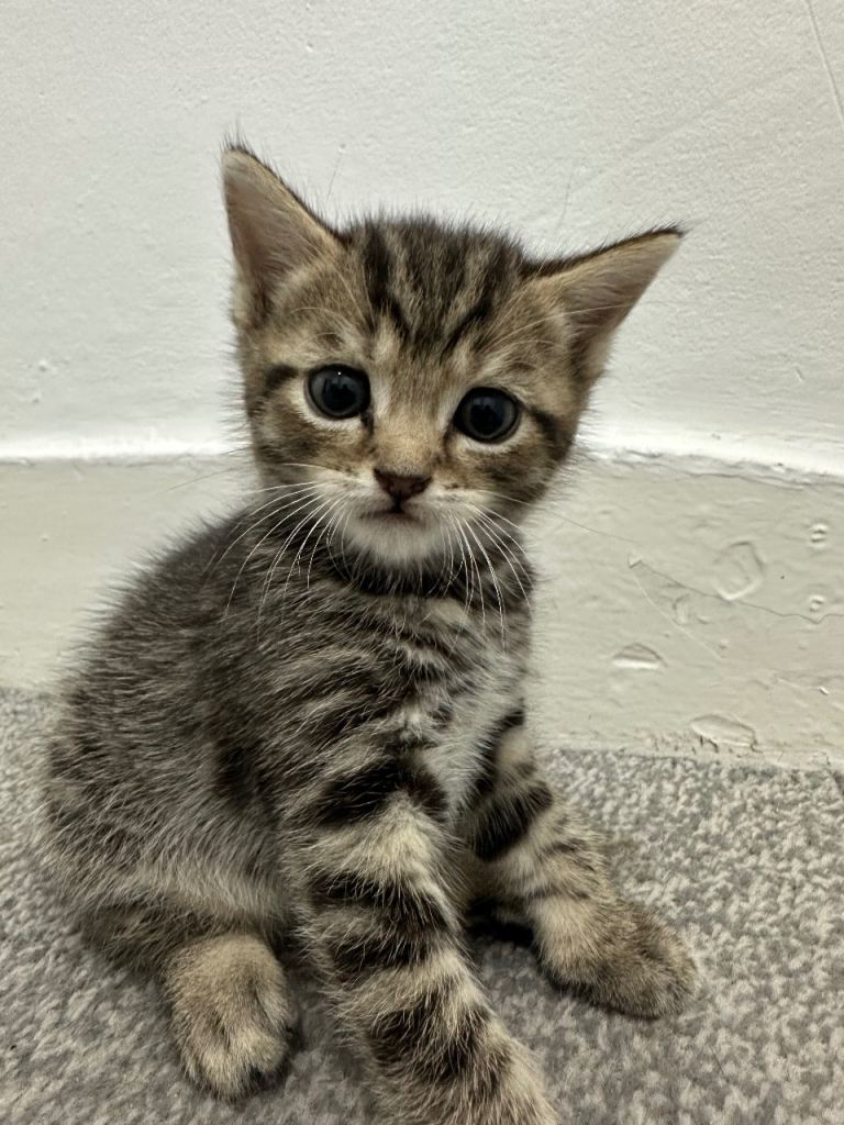 (8 weeks )KITTENS available for adoption 