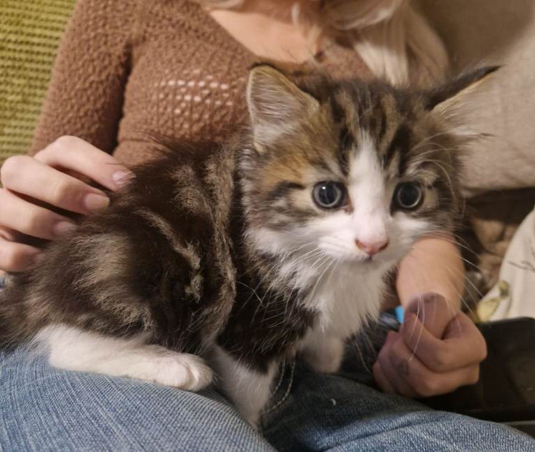 Adorable kittens, ready in 3wks