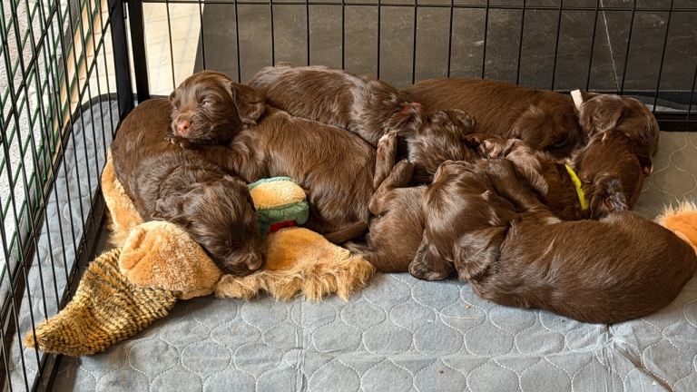 Sprocker Pups