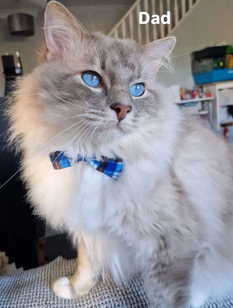 2 Beautiful male Kittens Left – Ragdoll x British Shorthair 