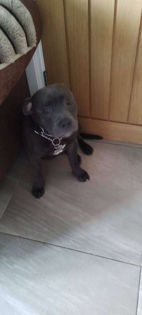 7 month old KC registered blue staff male