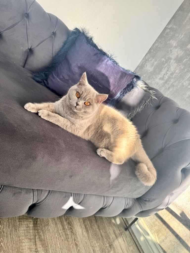 Lilac British shorthair 
