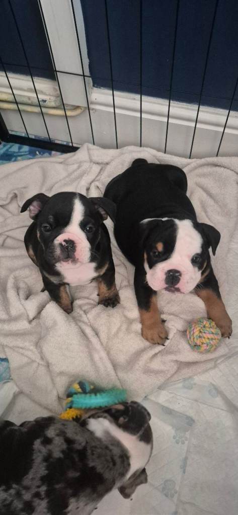 Kc registered English bulldog puppies 