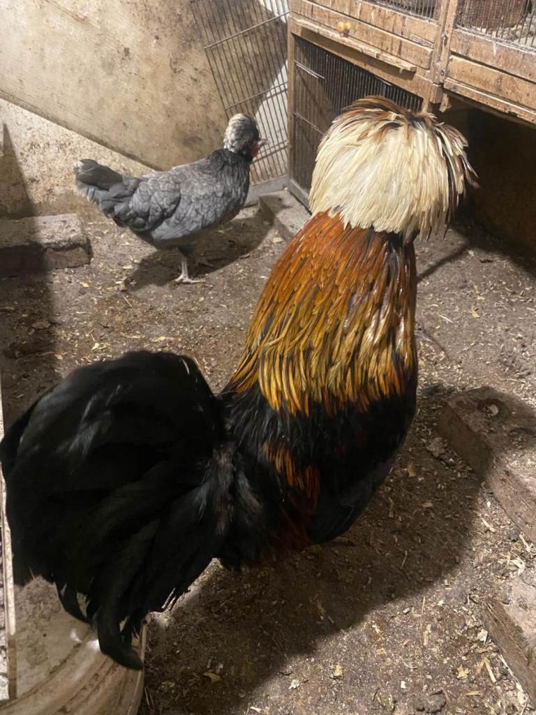 Chicken mixed breed 