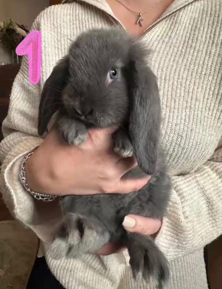 French lop babies