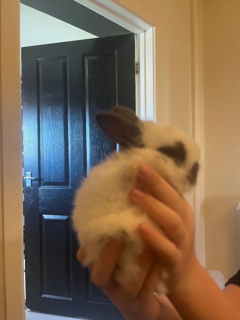 Baby Rabbits for sale 