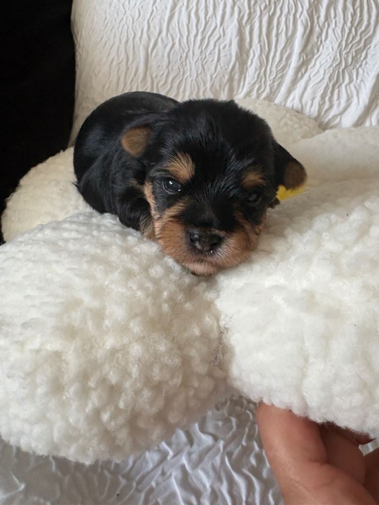 Colorfull yorkie